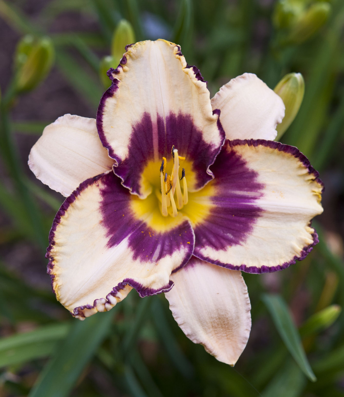 Davis Boxwood & Daylily Nursery